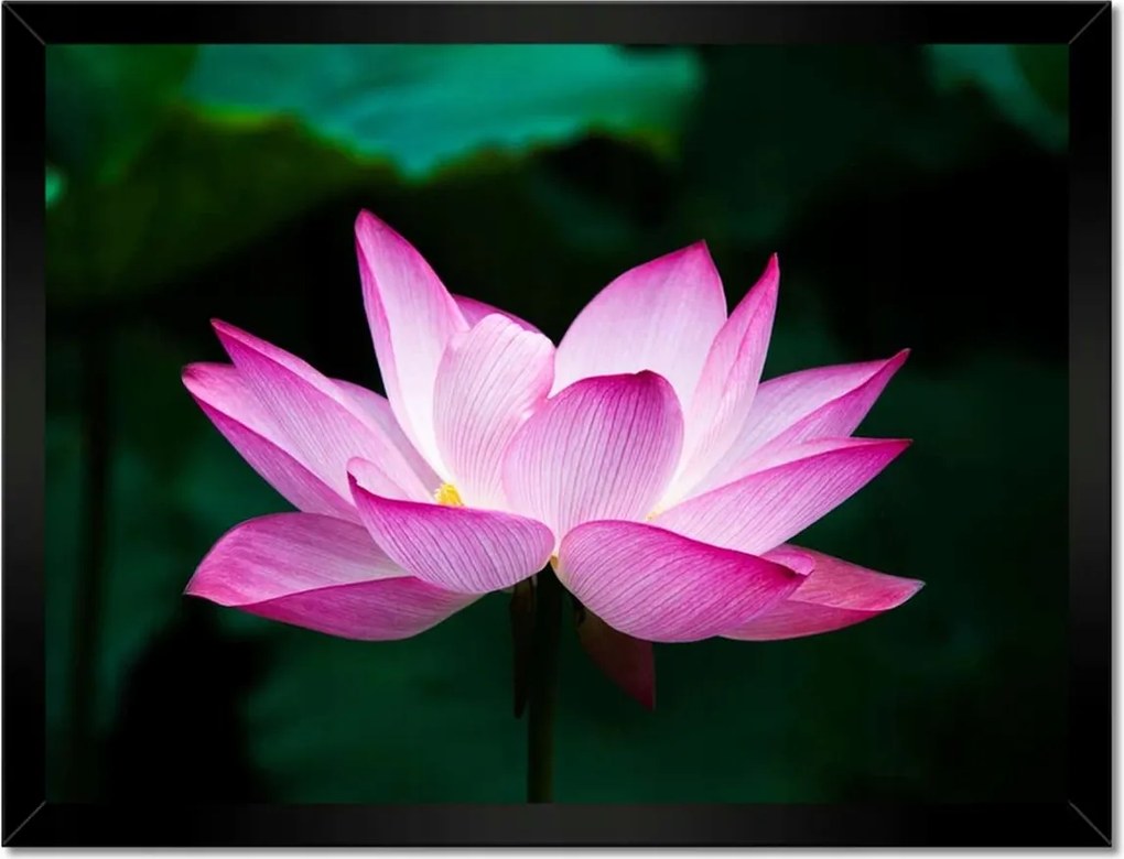 Poszterek keretben 40x30 Lótuszvirág