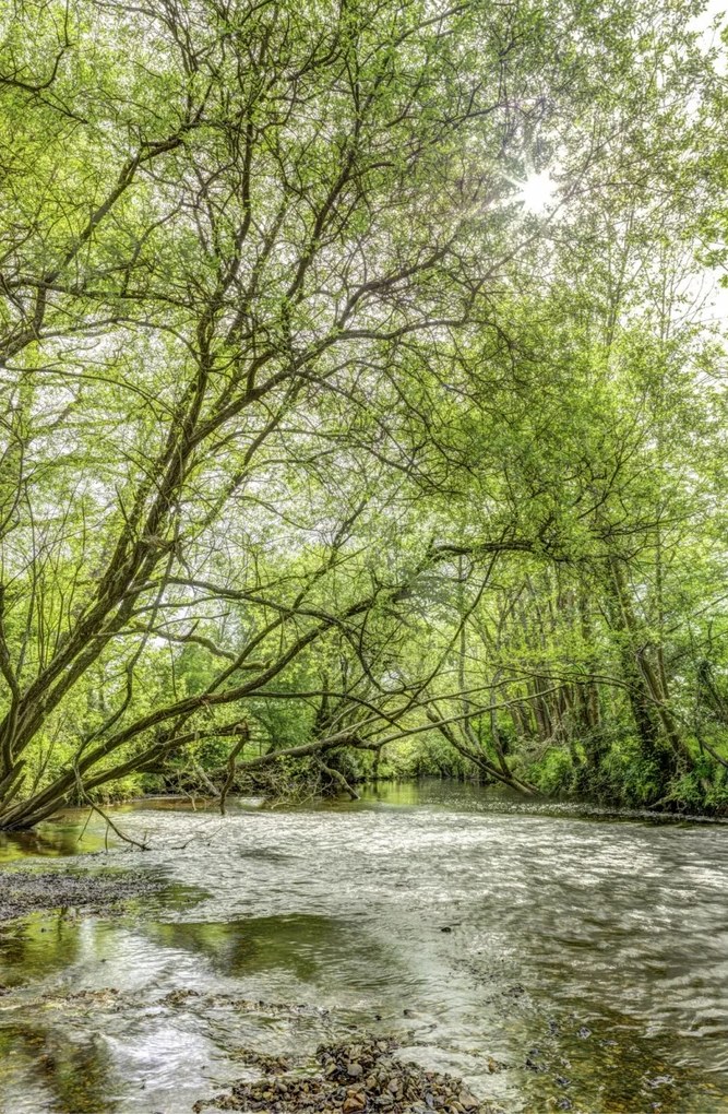 Poszter 53x81cm Tó az erdőben, Assaf Frank