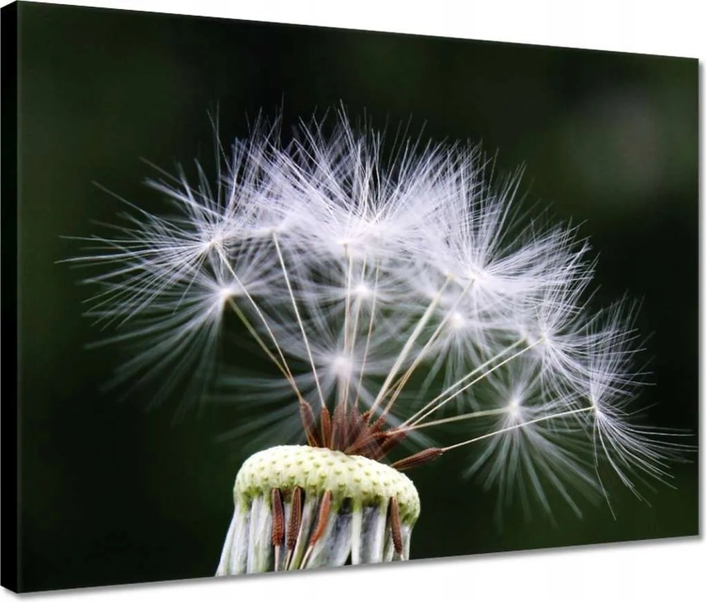 Vászonkép 40x30 Pitypang Virág Virágok