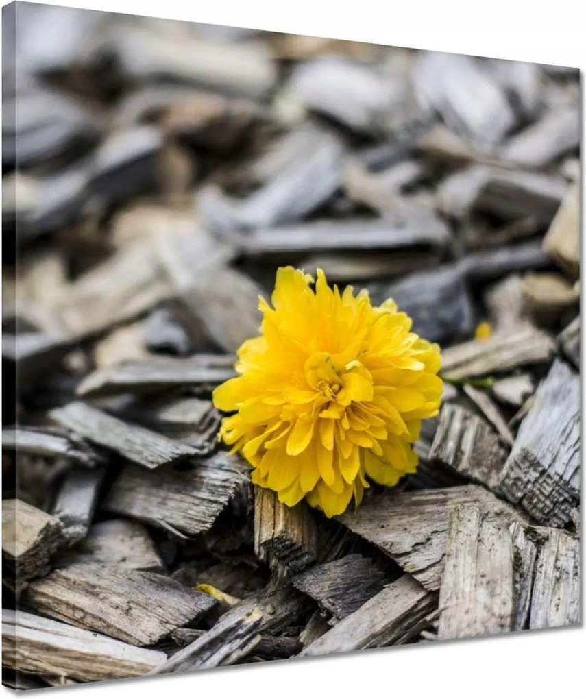 Vászonkép 40x40 Tej a faaprítékon