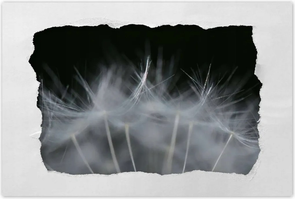 Poszterek 120x80 Pitypang Virág Virágok