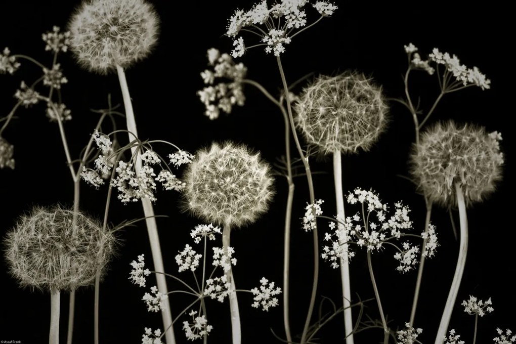 Poszter 45x30cm Réti virágok 2, Assaf Frank