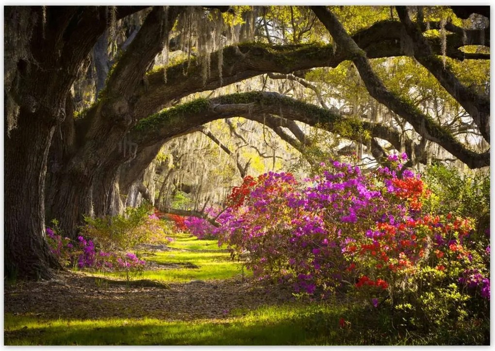Poszterek 100x70 Virágok a parkban