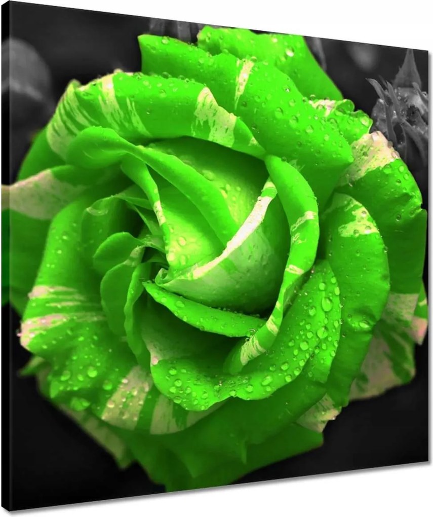 Vászonkép 50x50 Lime rózsa