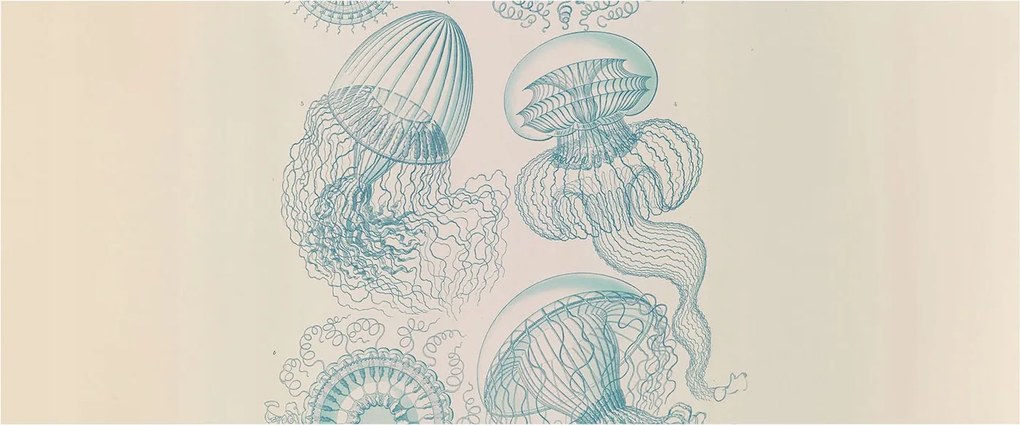 Fotótapéta Flizelina Nappali és Hálószoba Tengeri medúzák 250x104 Ragasztó