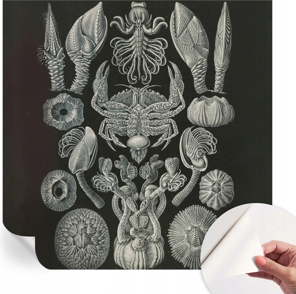 Öntapadós tapéta Fali furnér 3D hatás Víz alatti formák 250x250 cm