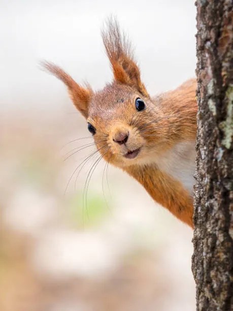 Fotográfia Close-up of squirrel on tree trunk,Tumba,Botkyrka,Sweden, mange6699 / 500px