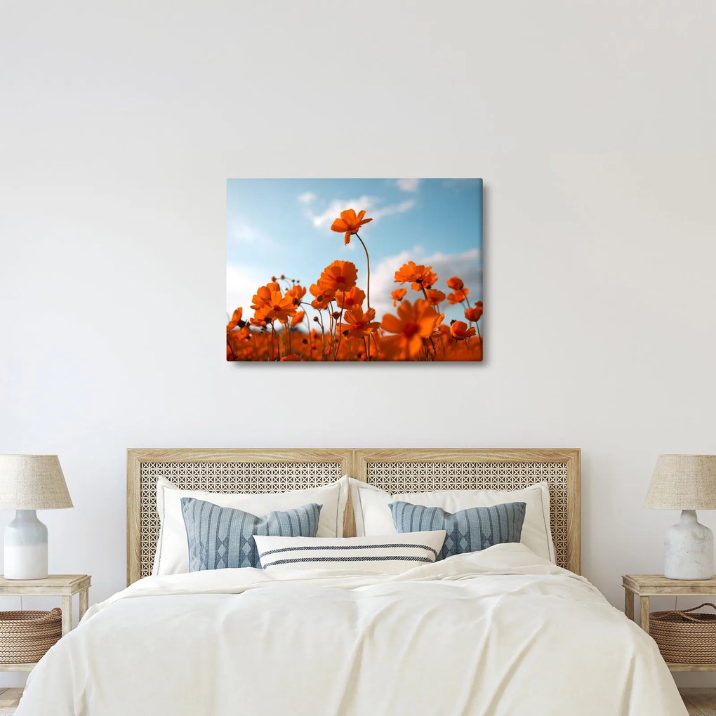Kép - Réti virágok (70x50 cm)