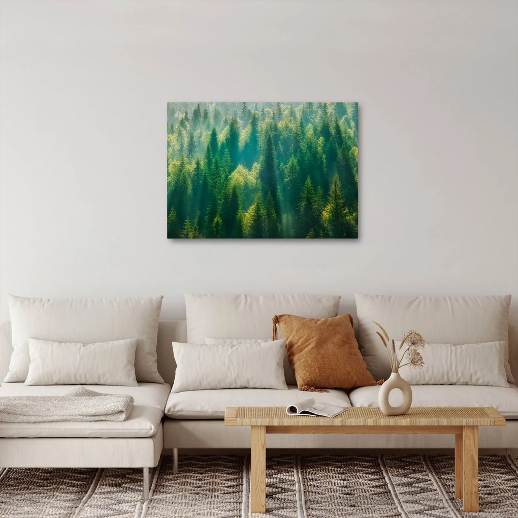Kép - fenyőerdő (70x50 cm)