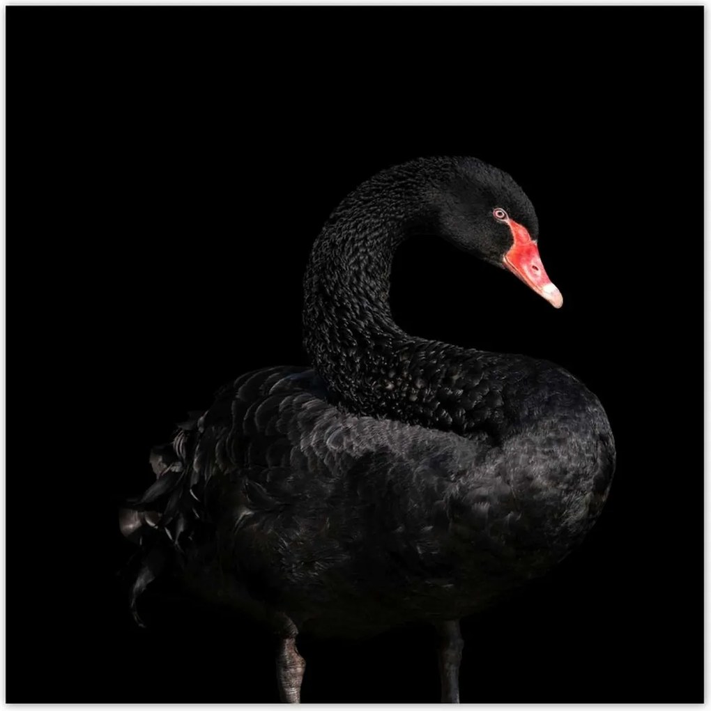 Poszterek 30x30 Fekete hattyú Ausztrália