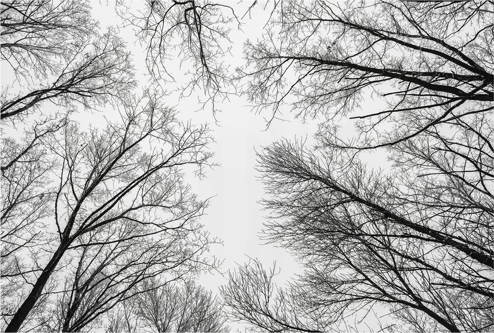 Dekoratív Fotótapéta Hálószobába Meztelen ágak 104x70 Ragasztó