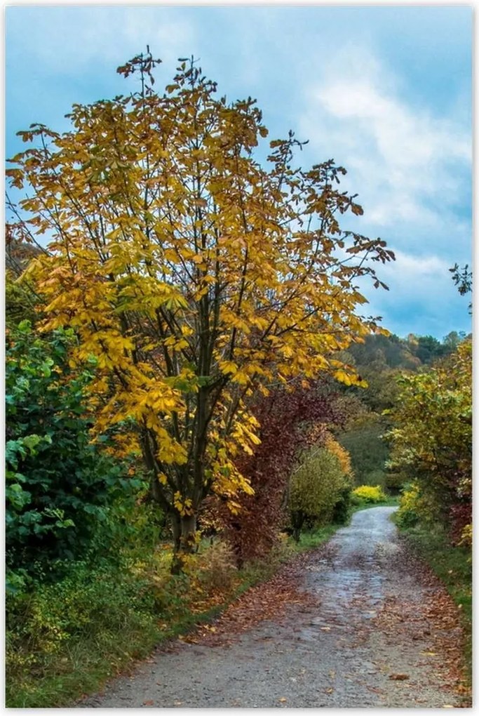 Poszterek 60x90 Őszi fák