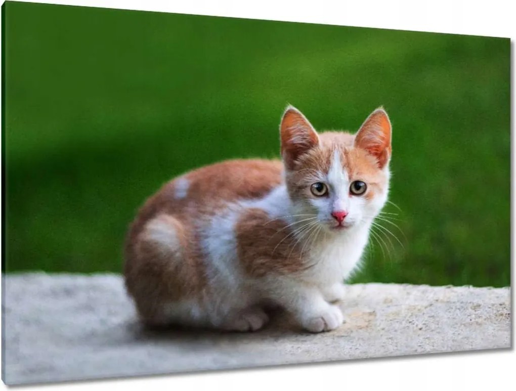 Képek 120x80 Cica Macska