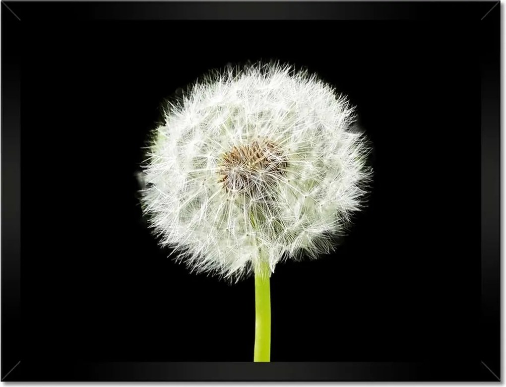 Poszterek keretben 40x30 Pitypang virág rét