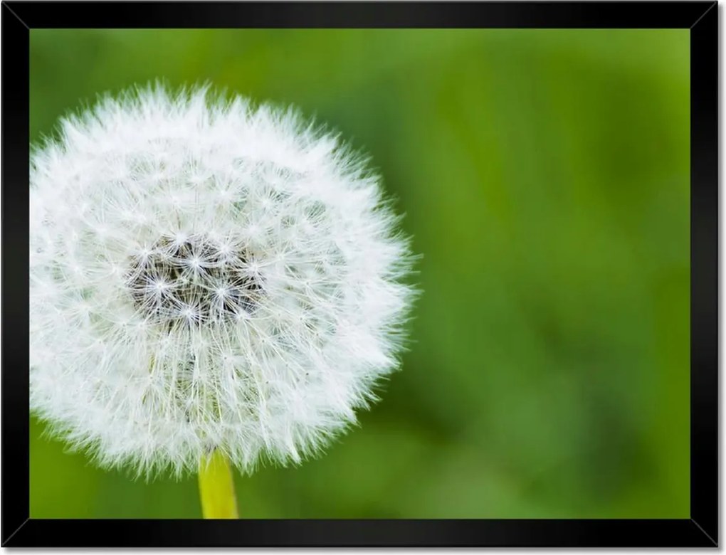 Poszterek keretben 40x30 Pitypang Virág Virágok