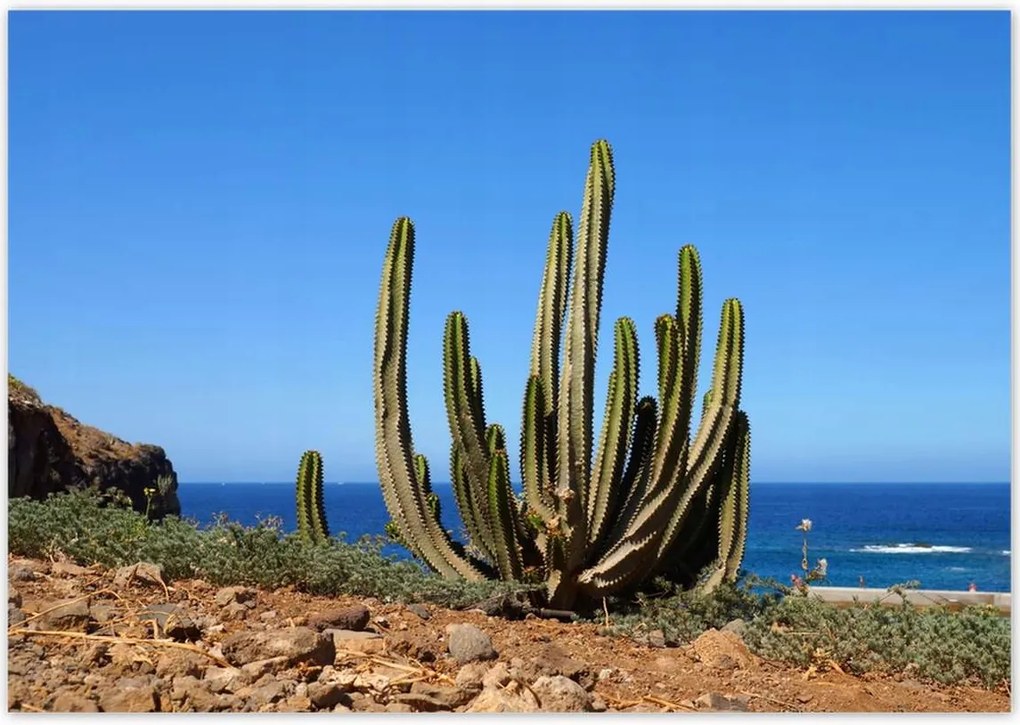 Poszterek 100x70 Kaktusz a természetben Kilátás