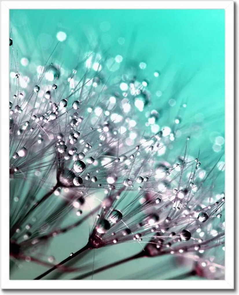 Poszterek keretben 40x50 Harmatcseppek Pitypang