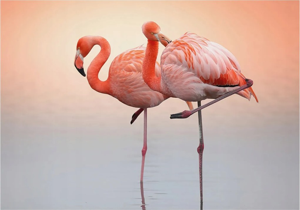 Modern fotótapéta Flizelina a falra Finom flamingók 208x146 Ragasztó