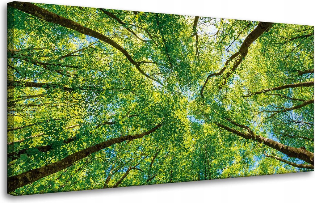 Vászonkép Fák Levelek Természet Erdő Tavasz 80x40 cm