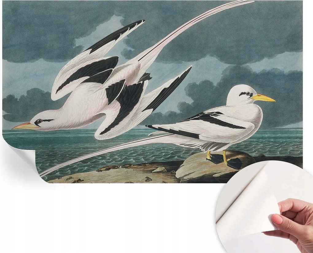 Divatos öntapadós fali tapéta Madarak a tengerparton 416x254 cm