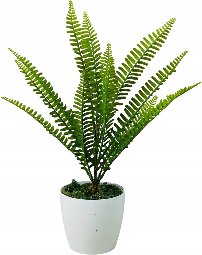 Páfrány Cserepes Virág Mesterséges Virágok Az Irodába Cserepes Virágok Sláger