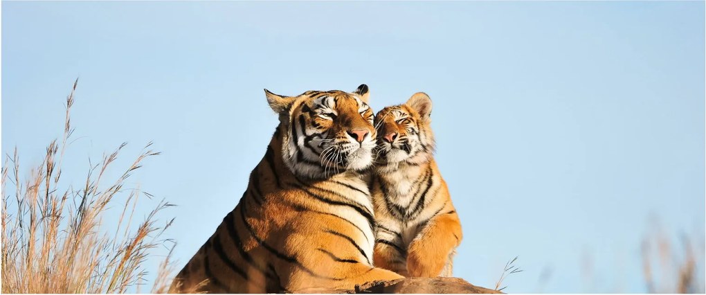 Kép - Tigris és a kölyke (120x50 cm)