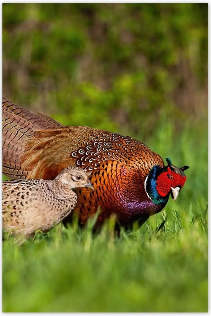 Poszterek 80x120 Fácán család Madarak