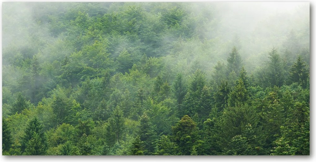 Konyhai panel Rejtélyes erdő 120x60 cm Ragasztó