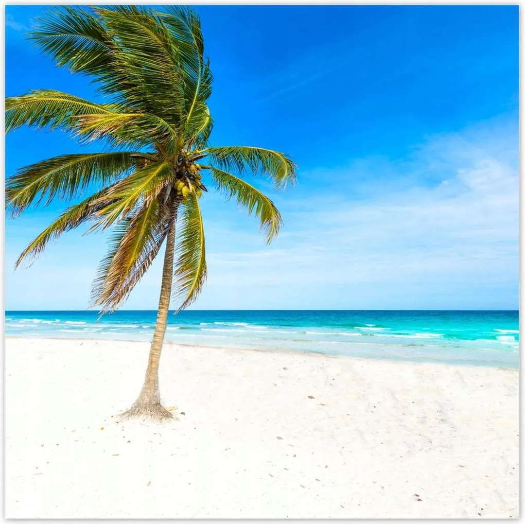 Poszterek 140x140 Trópusok Tájkép Pálma