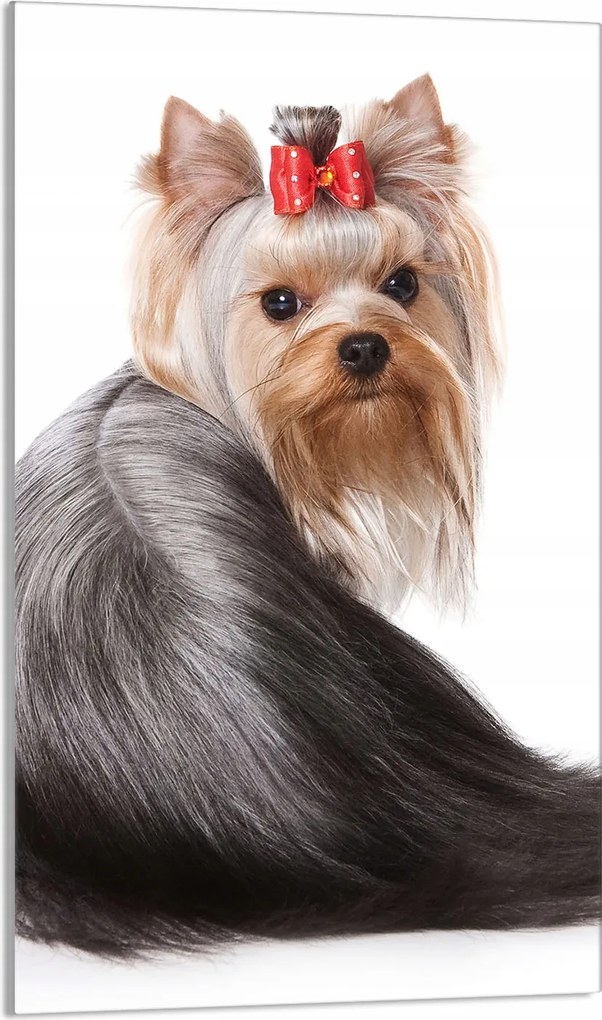 Üveg Vágódeszka 30x52 Kutya a Konyhába