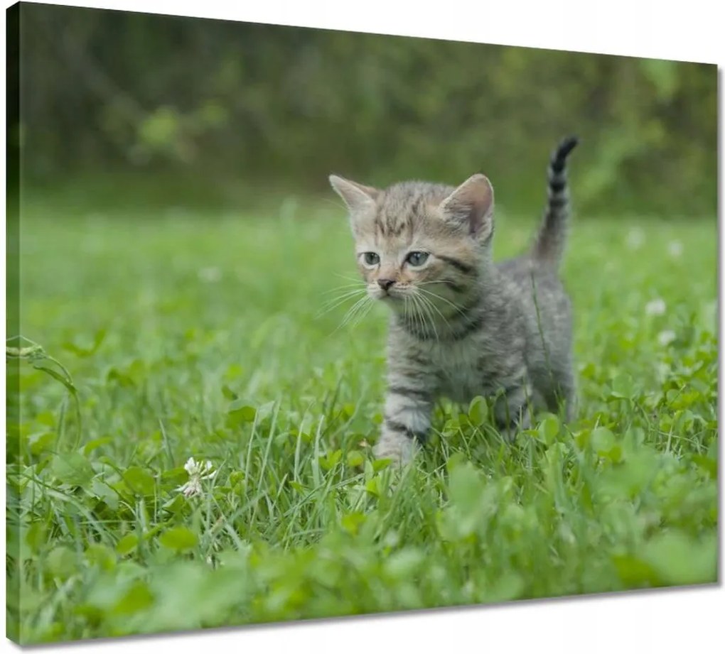 Vászonkép 50x40 Gyönyörű cica Cica