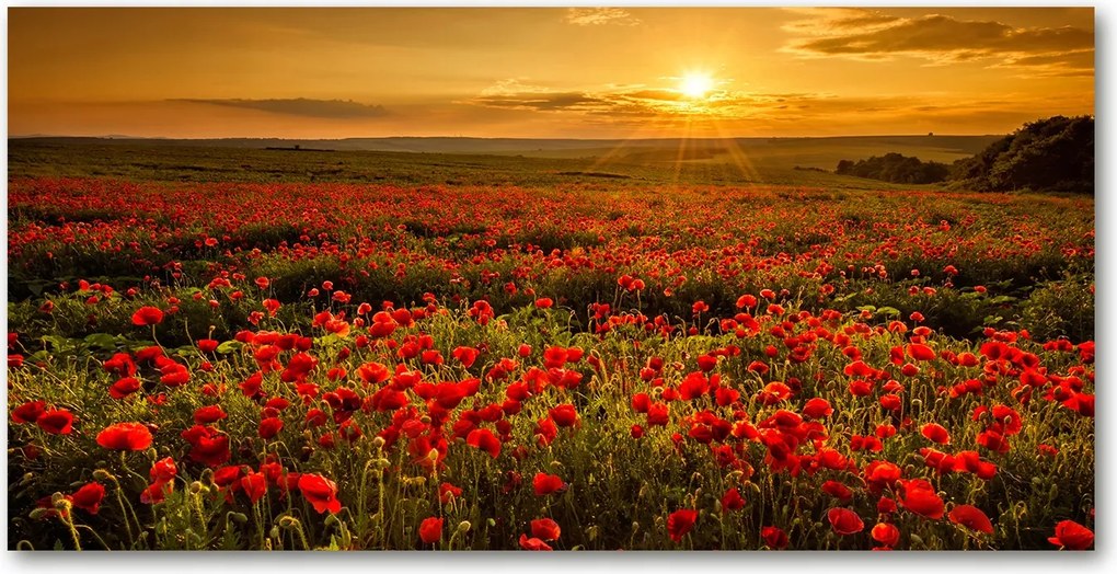 Fotó kép edzett üveg pipacs mező 140x70