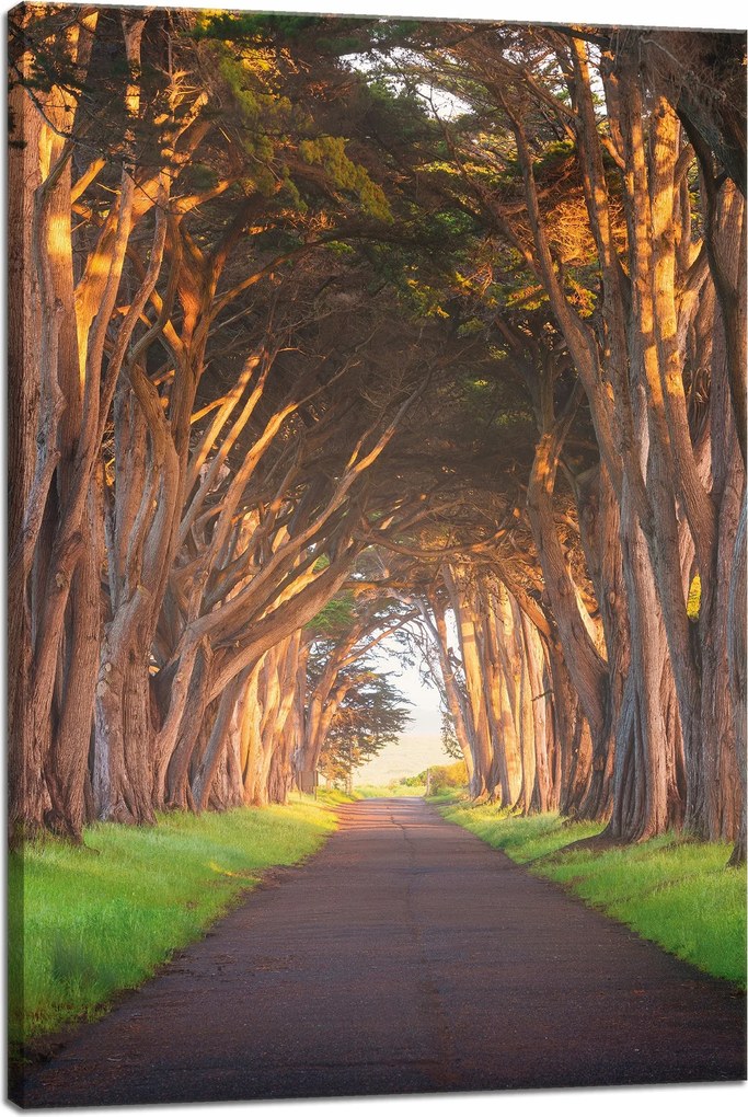 Vászonkép Út a fák között Természet 40x60 cm