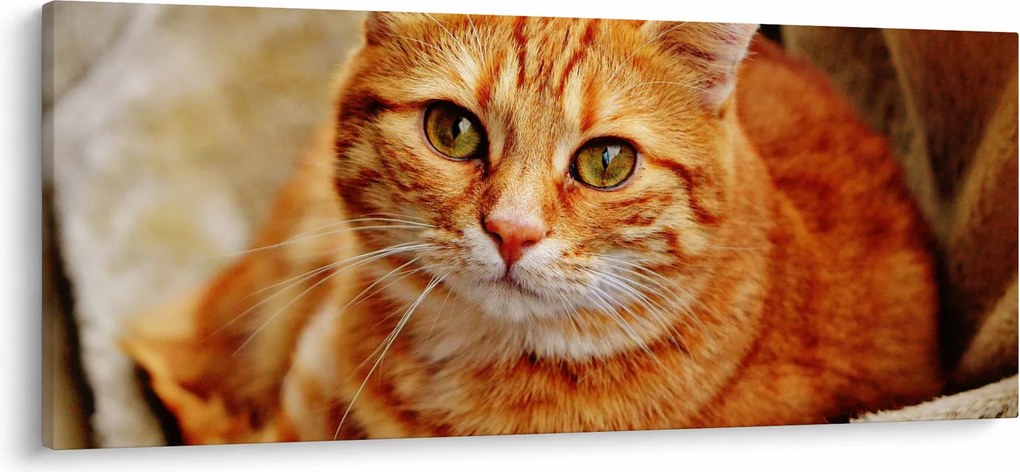 Egy fekvő macska képe (120x50 cm)
