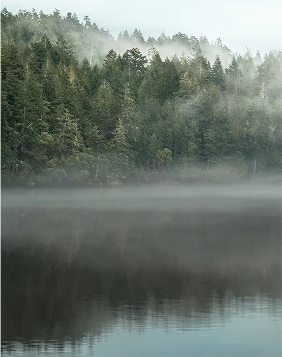 Fotótapéta 200x254 Flizelin tapéta Erdő #F118