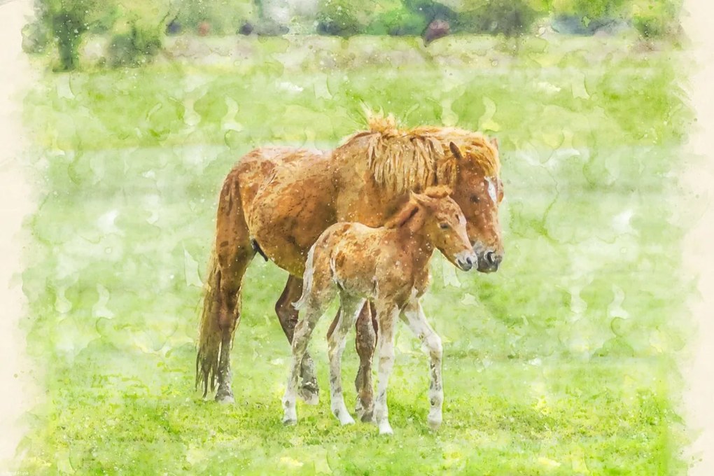 Poszter 45x30cm Ló és csikó 2, Assaf Frank
