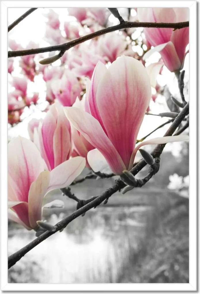 Poszterek keretben 40x60 Magnólia Virágok