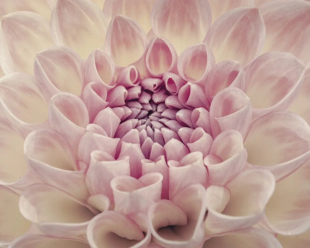 Poszter 50x40cm Dália virág, Assaf Frank