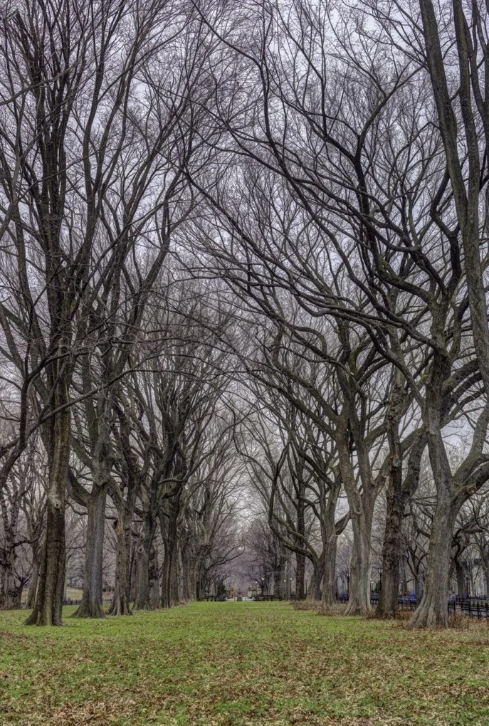 Poszter 68x101cm Fasorok a Central Parkban, Assaf Frank