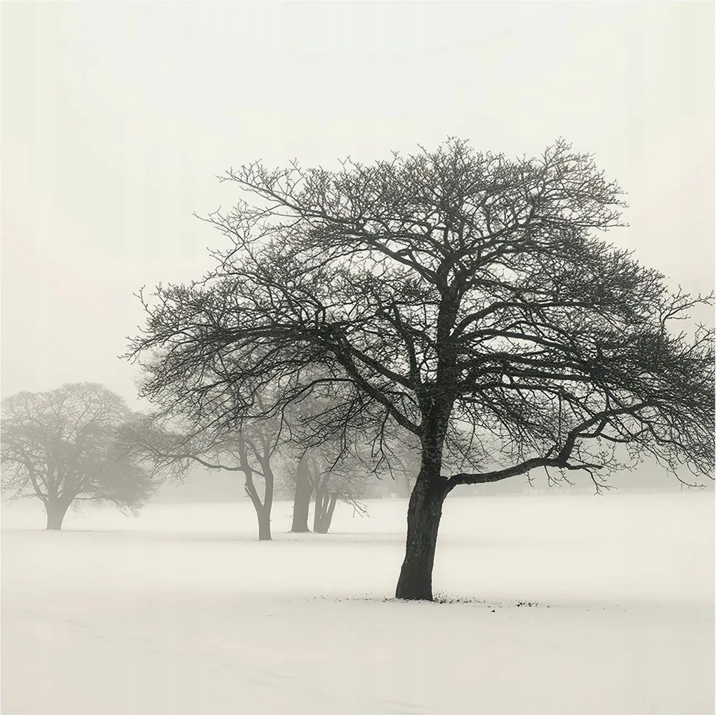 Fotótapéta Flizelin Dekoratív az irodába Téli fák 250x250 Ragasztó