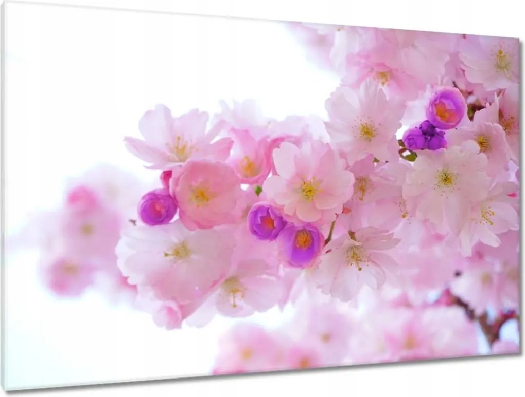 Festmények 120x80 Japán cseresznye ág