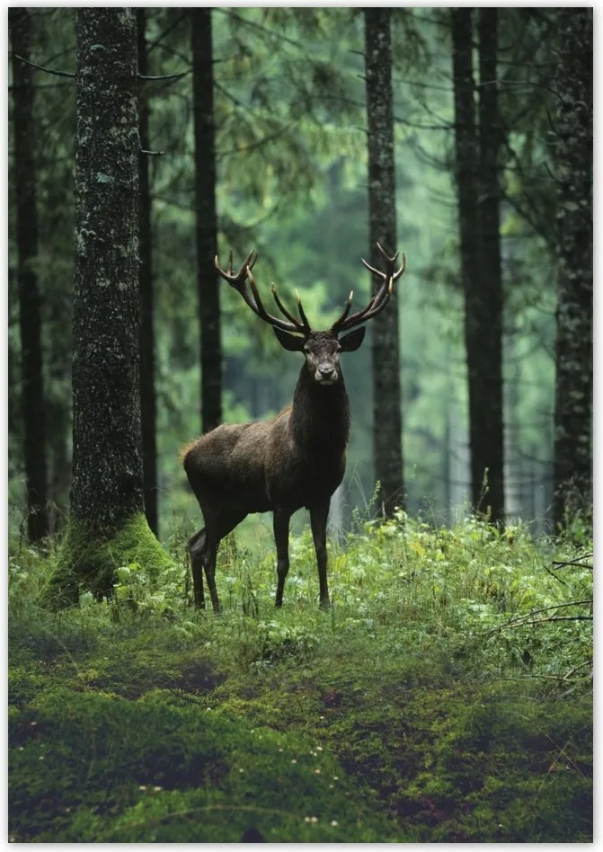 Poszterek 70x100 Szarvas az erdő közepén