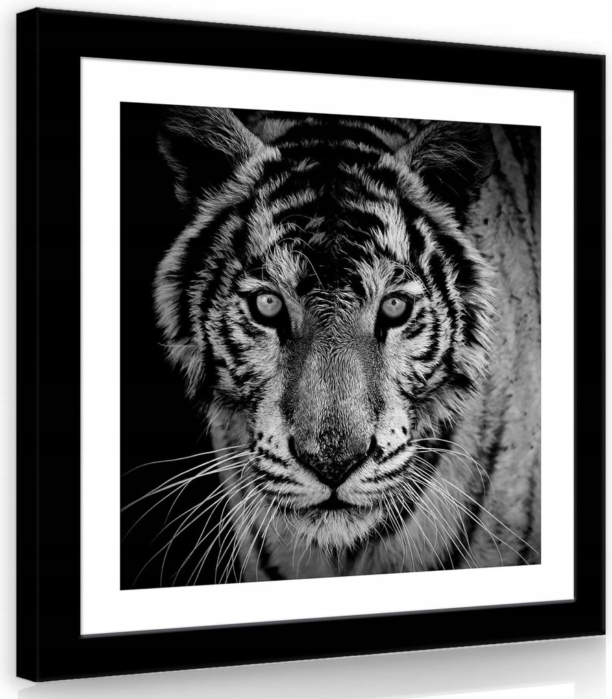 Vászonkép 40x40 Tigris fekete-fehér portré vadállat erős tekintet szőrme