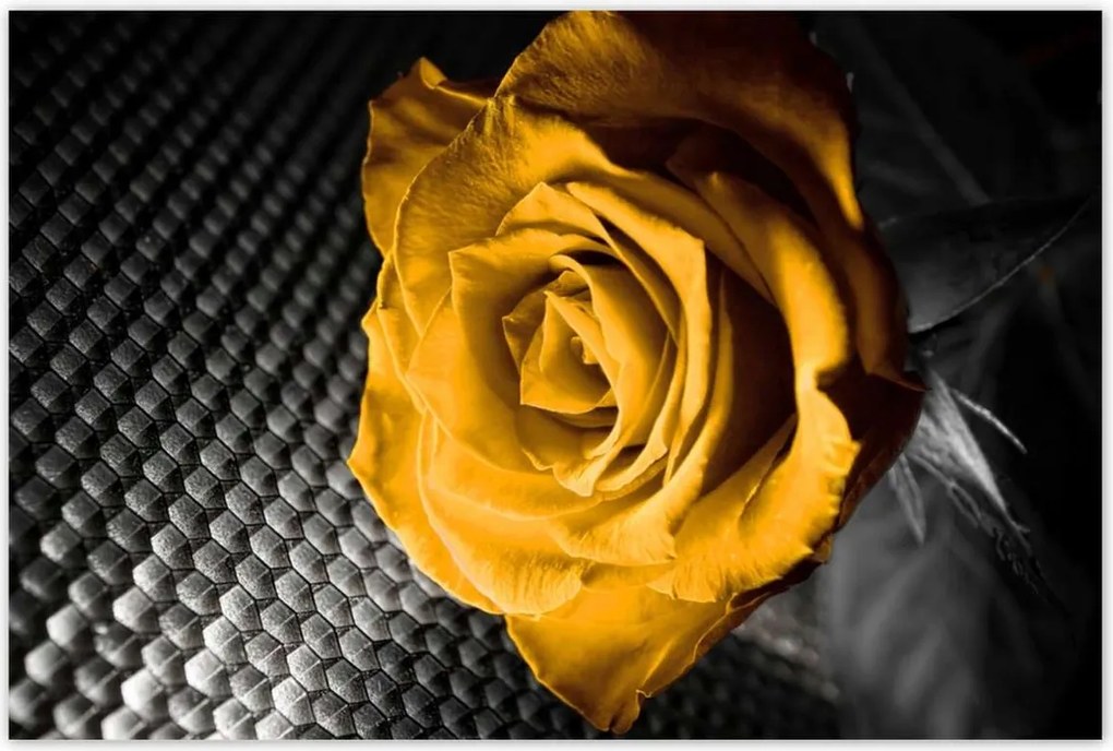 Poszterek 120x80 Sárga rózsa