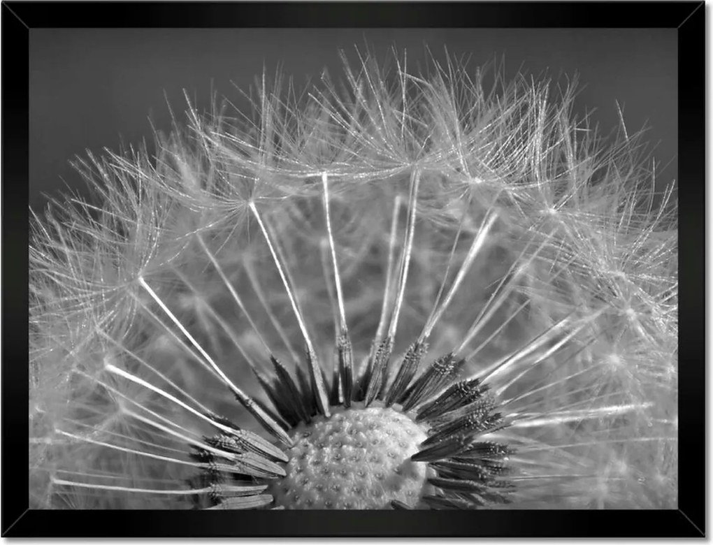 Poszterek keretben 40x30 Pitypang Virág Virágok