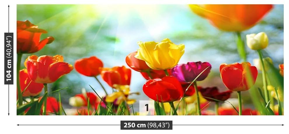 Fotótapéta virágok tulipán 104x70 cm