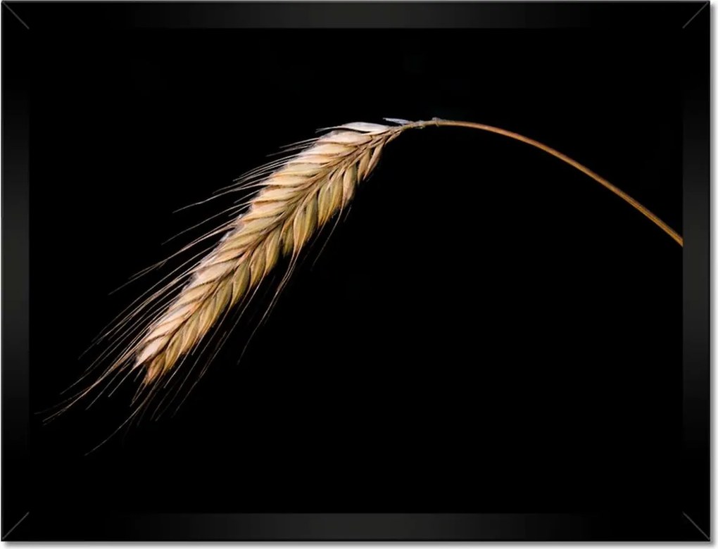 Poszter keretben 40x30 Kalász rozs gabona arany