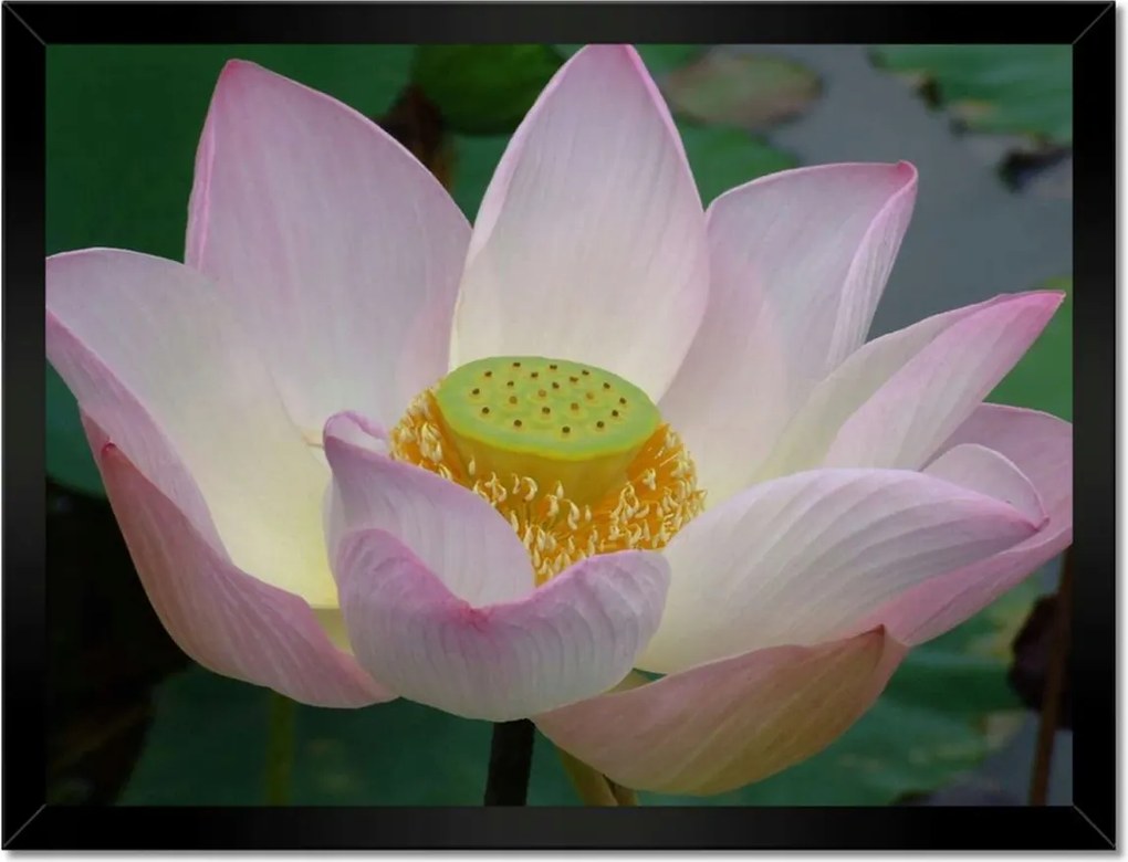 Poszterek keretben 40x30 Lótuszvirág