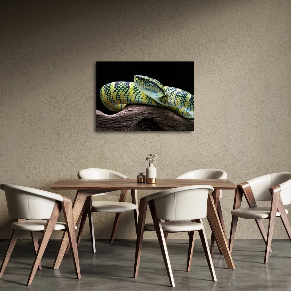 Kép - Wagler csörgőkígyó (70x50 cm)