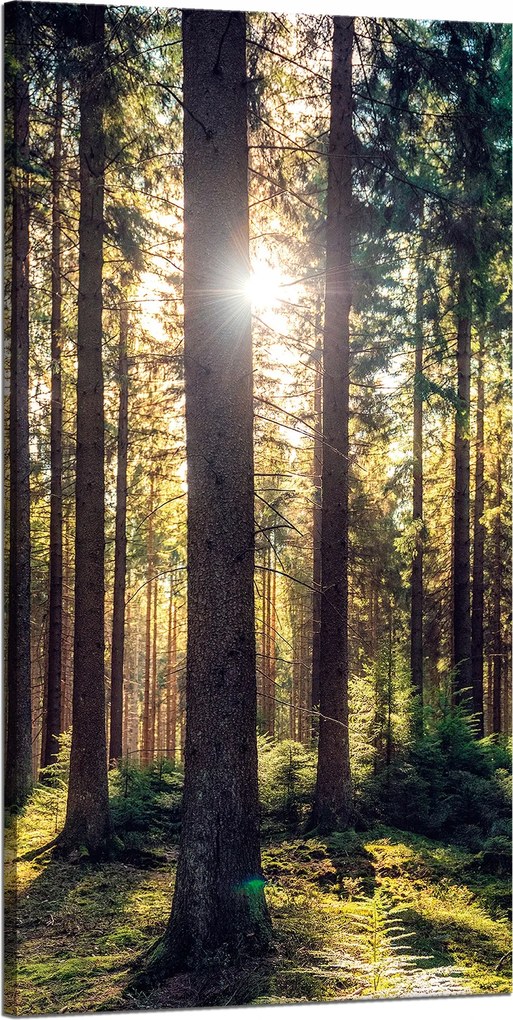 Vászonkép Erdő Nap Fák Tavasz Reggel 60x120 cm